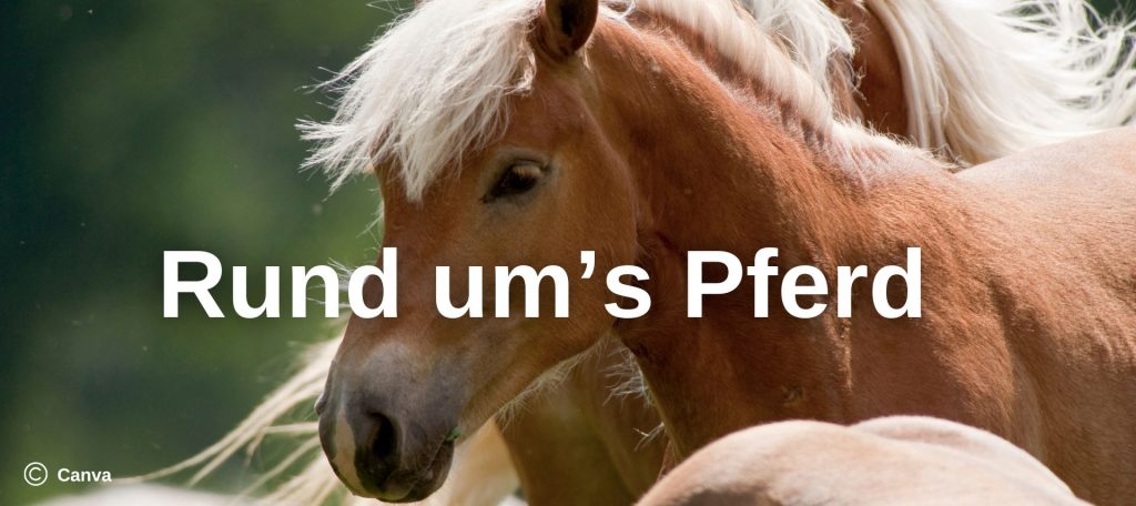 Haflinger
